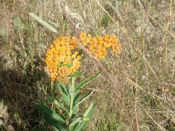 Butterfly milkweed (Asclepias tuberosa)
