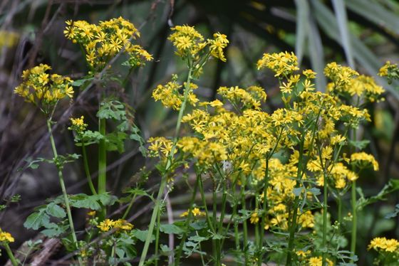 Butterweed (Packera glabella)