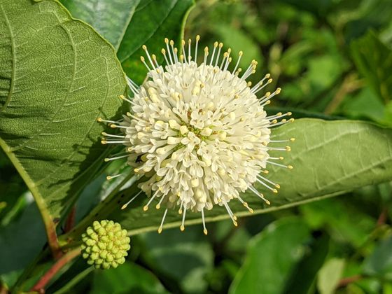 Buttonbush (Cephalanthus occidentalis)
