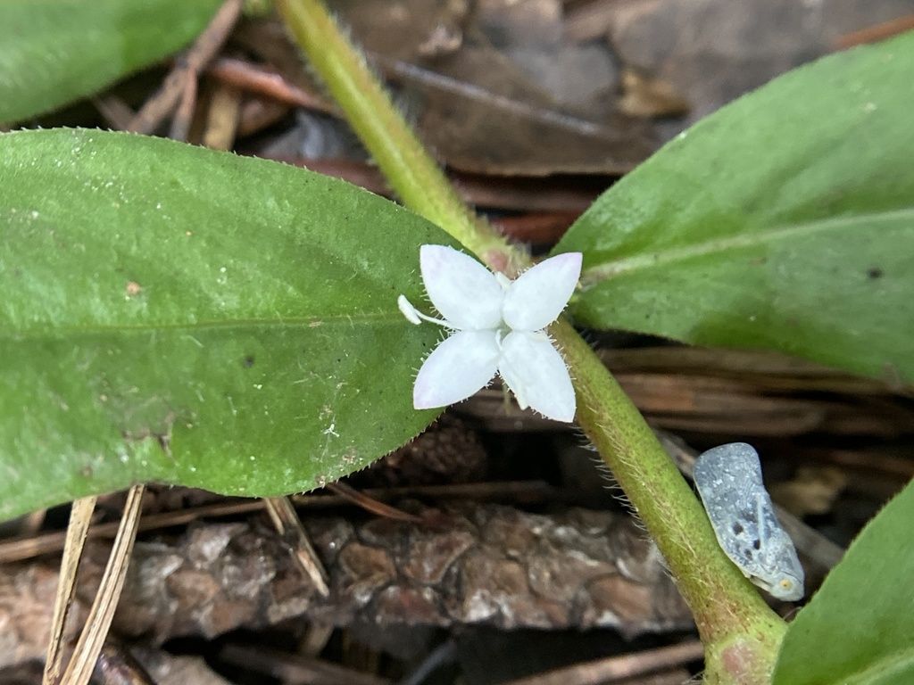Buttonweed (Diodia virginiana)