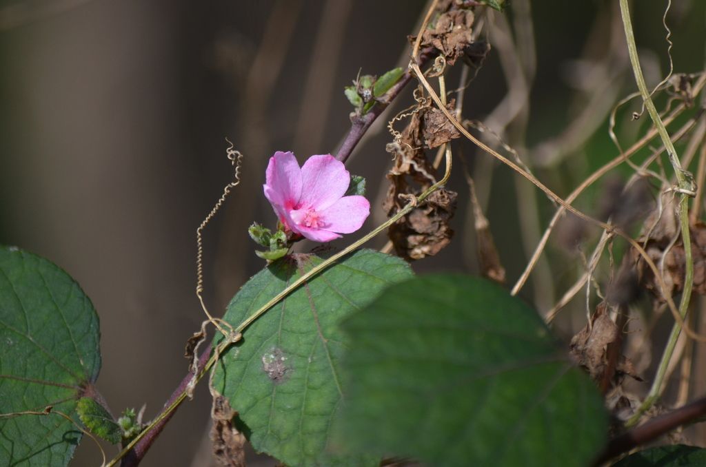 Caesar weed (Urena lobata)