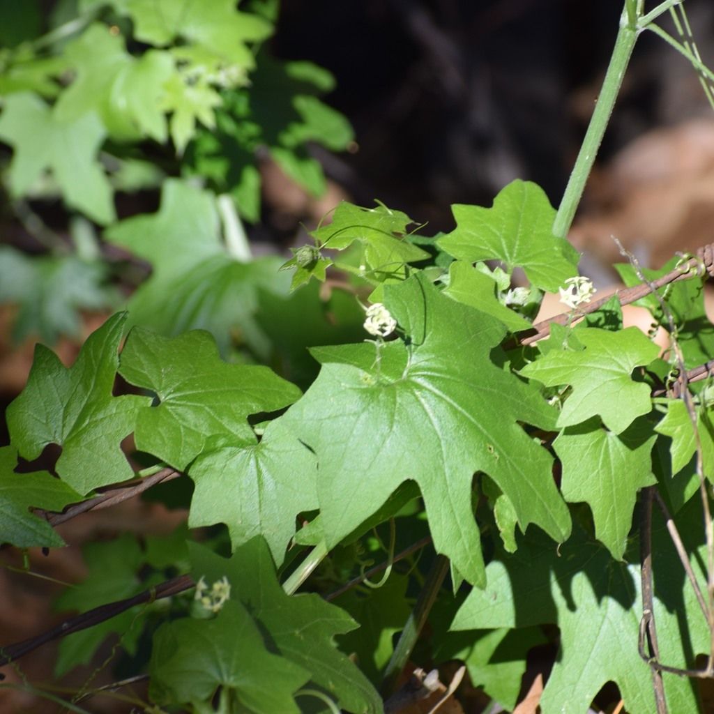 California manroot (Marah fabacea)