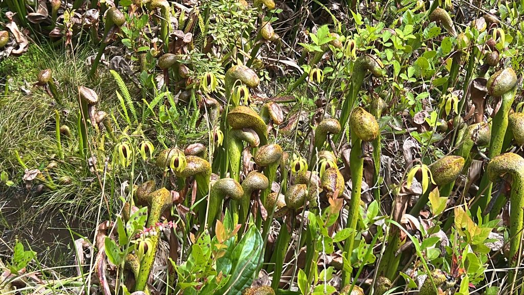 California pitcher plant (Darlingtonia californica)