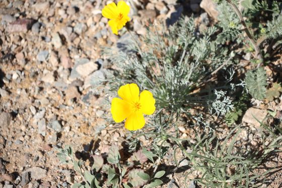 California poppy (Eschscholzia californica)