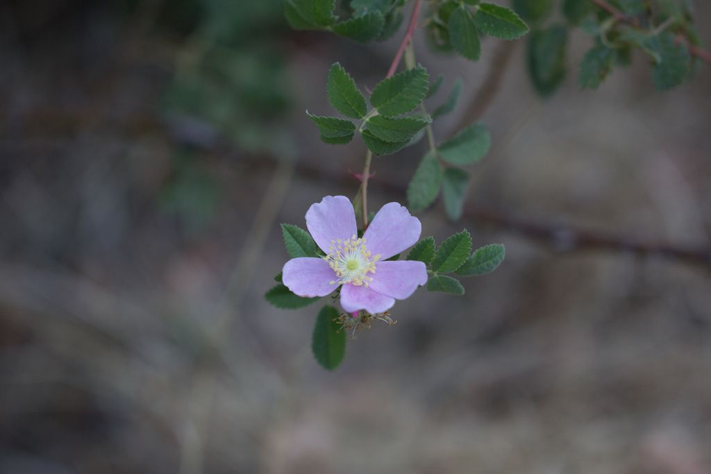 California wild rose (Rosa californica)