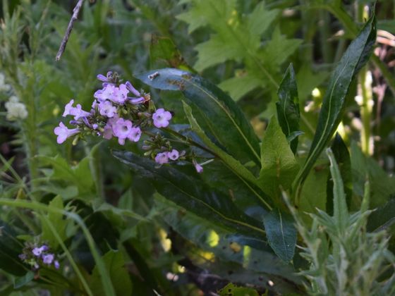 California yerba santa (Eriodictyon californicum)