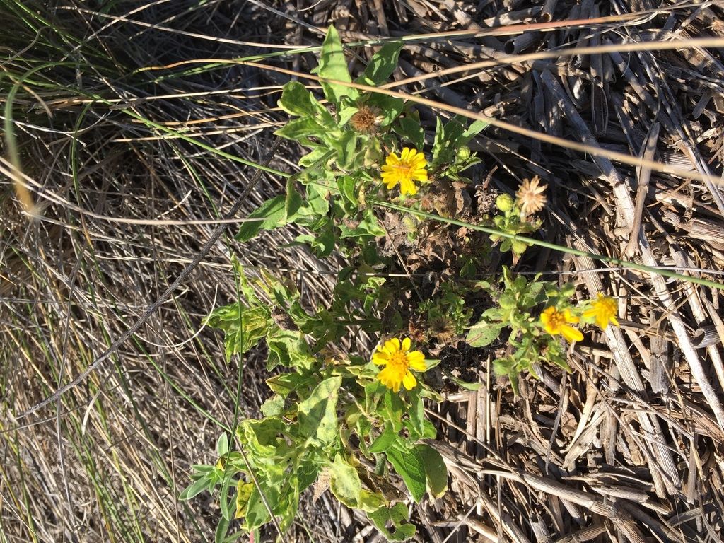Camphorweed (Heterotheca subaxillaris)