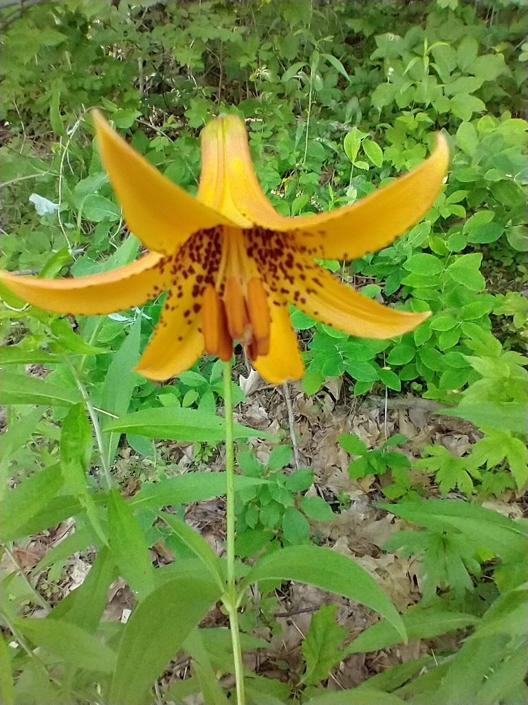 Canada lily (Lilium canadense)