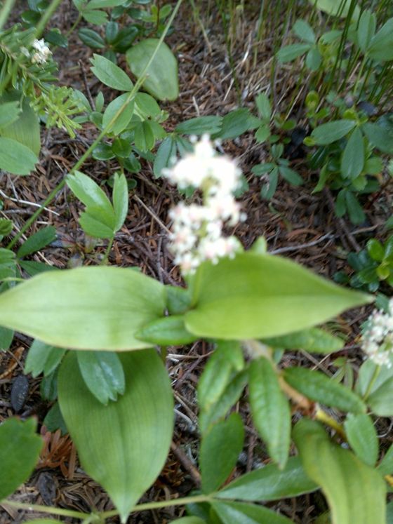 Canada mayflower (Maianthemum canadense)