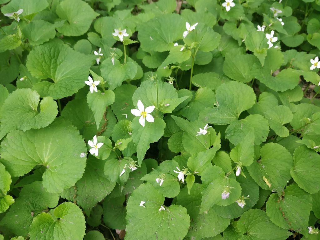 Canada violet (Viola canadensis)
