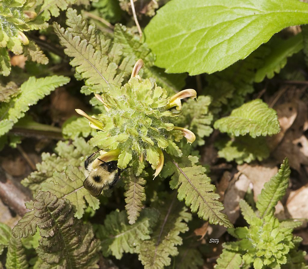 Canadian lousewort (Pedicularis canadensis)