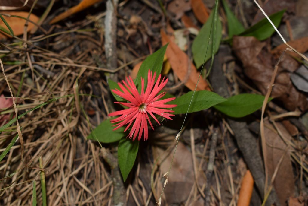 Cardinal catchfly (Silene laciniata)