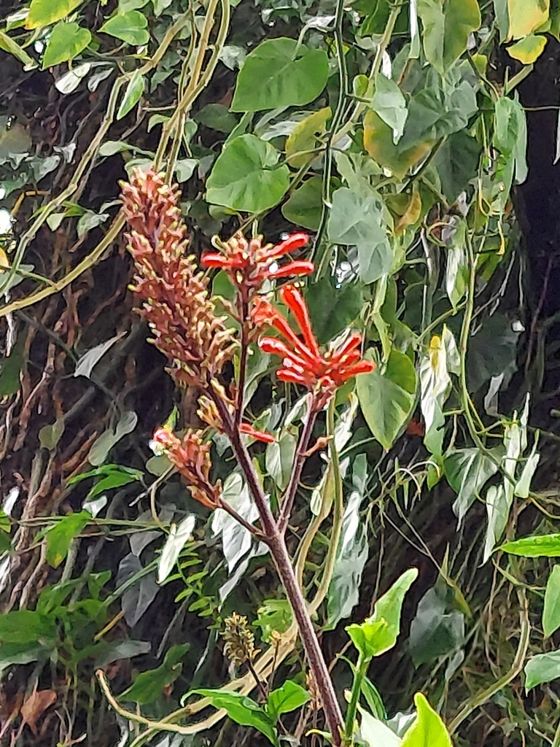 Cardinal’s guard (Odontonema cuspidatum)