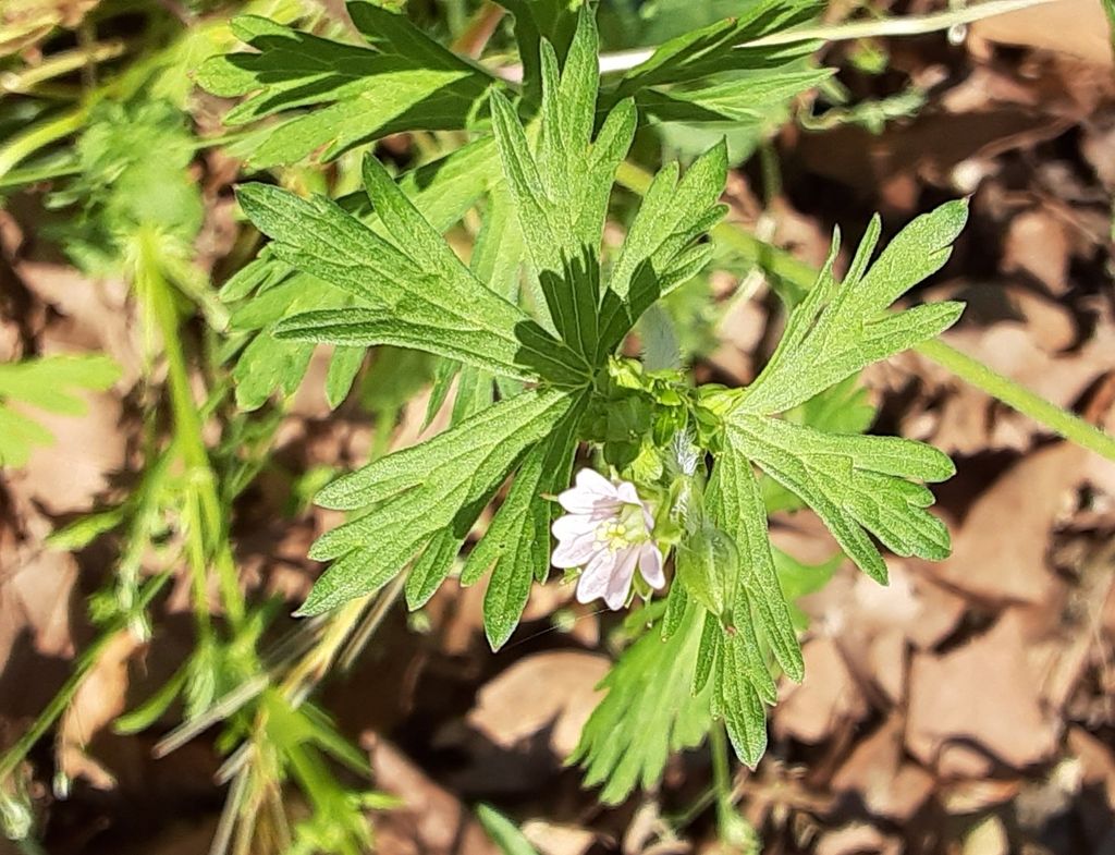 Carolina crane's-bill (Geranium carolinianum)