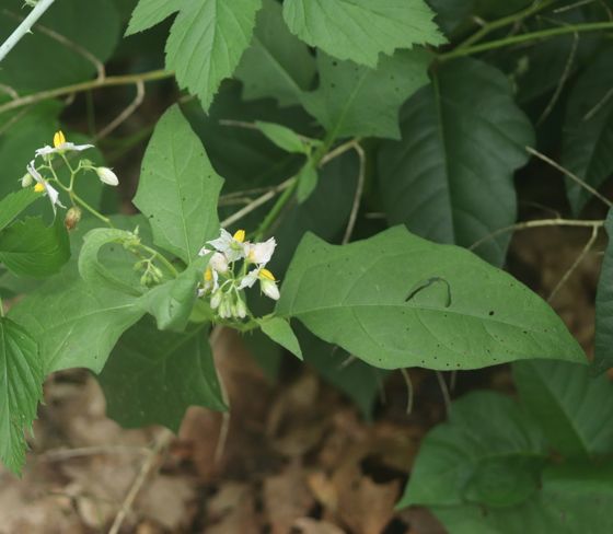 Carolina horsenettle (Solanum carolinense)