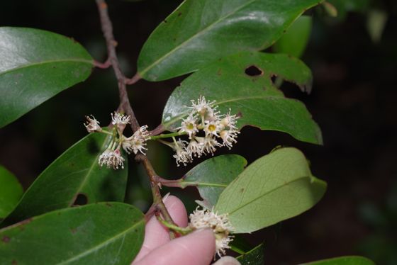 Carolina laurelcherry (Prunus caroliniana)