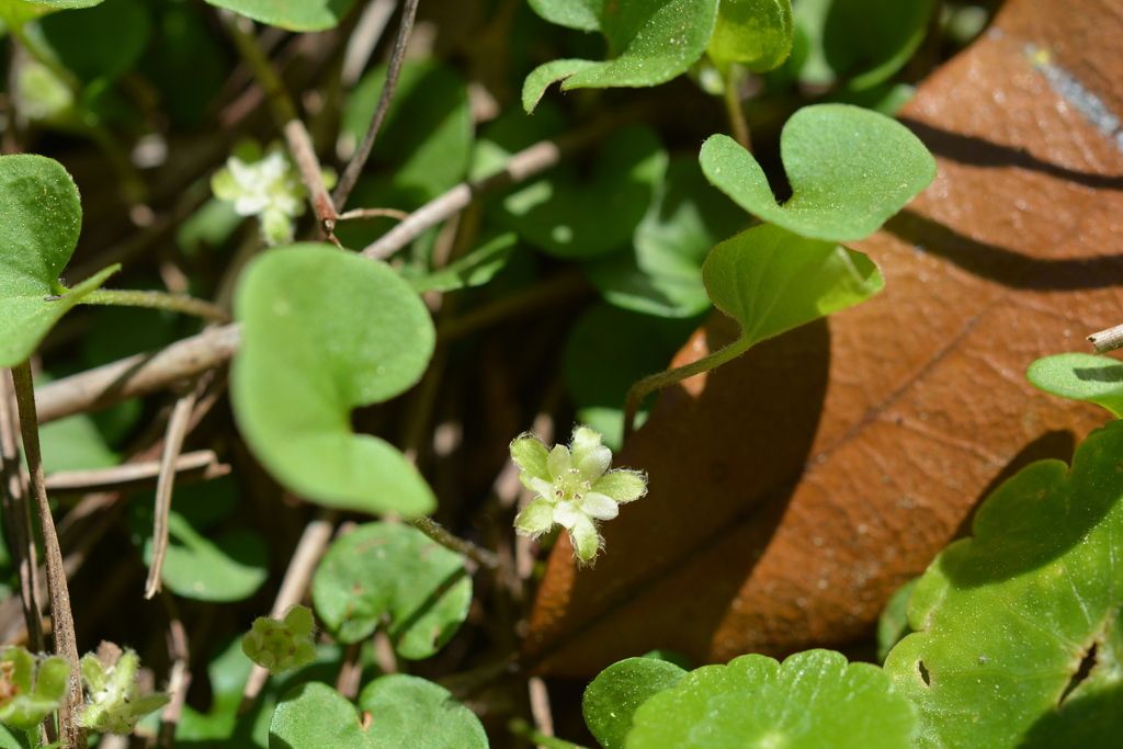Carolina ponysfoot (Dichondra carolinensis)