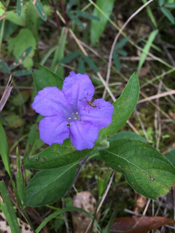 Carolina ruellia (Ruellia caroliniensis)