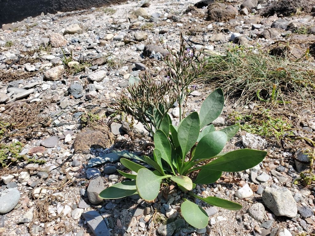 Carolina sea lavender (Limonium carolinianum)