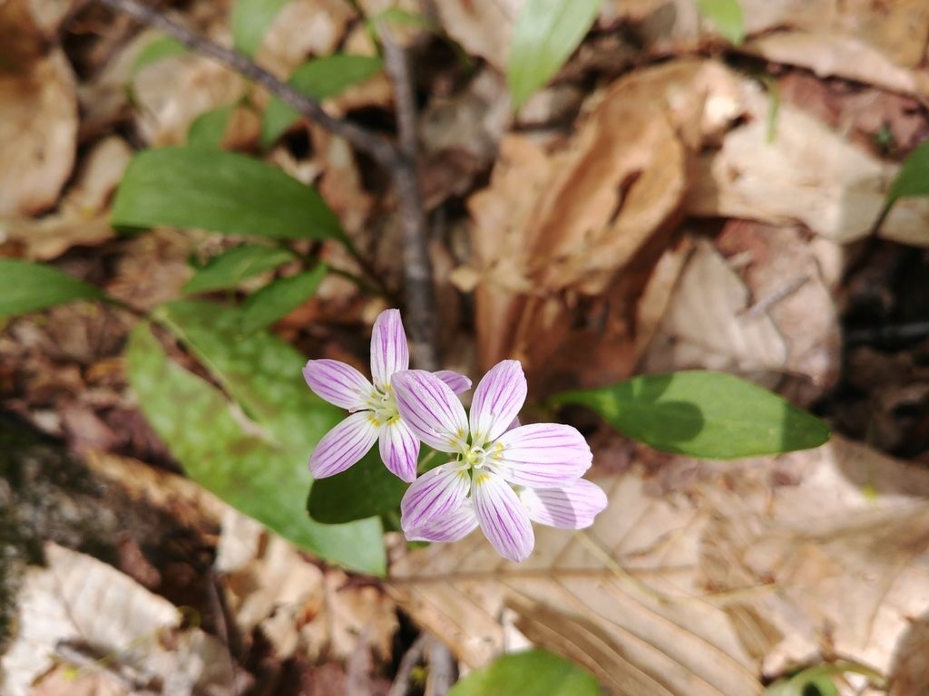 Carolina springbeauty (Claytonia caroliniana)