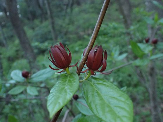 Carolina sweetshrub (Calycanthus floridus)