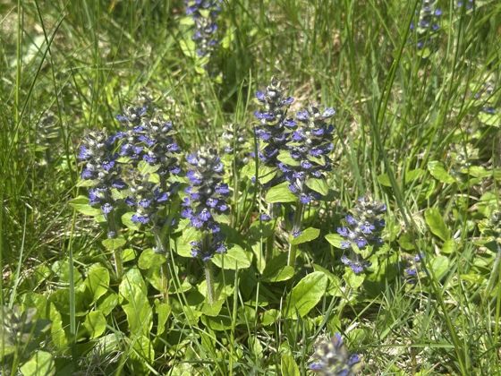 Carpet bugle (Ajuga reptans)