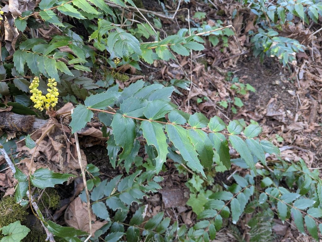 Cascade oregon-grape (Berberis nervosa)