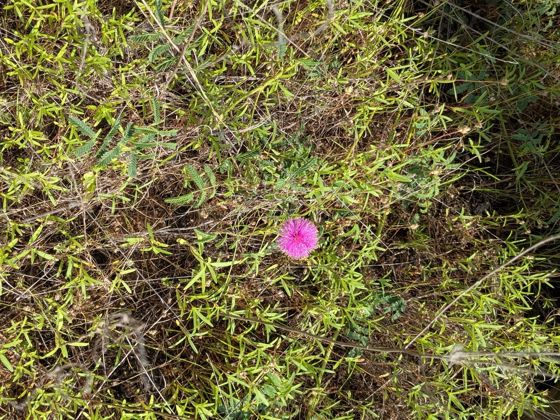 Catclaw briar (Mimosa nuttallii)