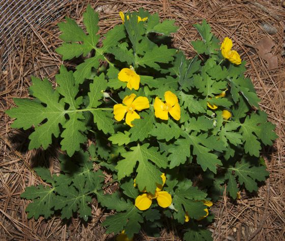 Celandine poppy (Chelidonium diphyllum)