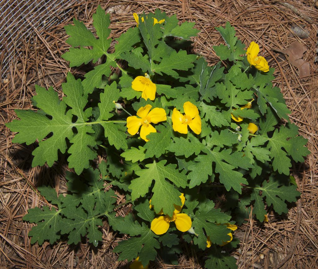 Celandine poppy (Chelidonium diphyllum)