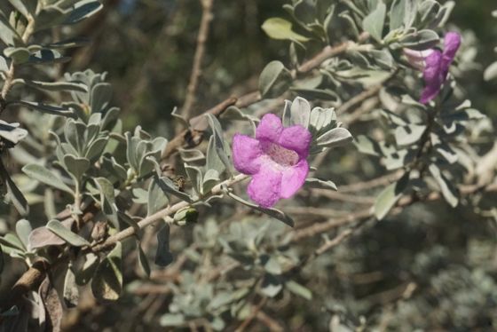 Cenizo (Leucophyllum frutescens)
