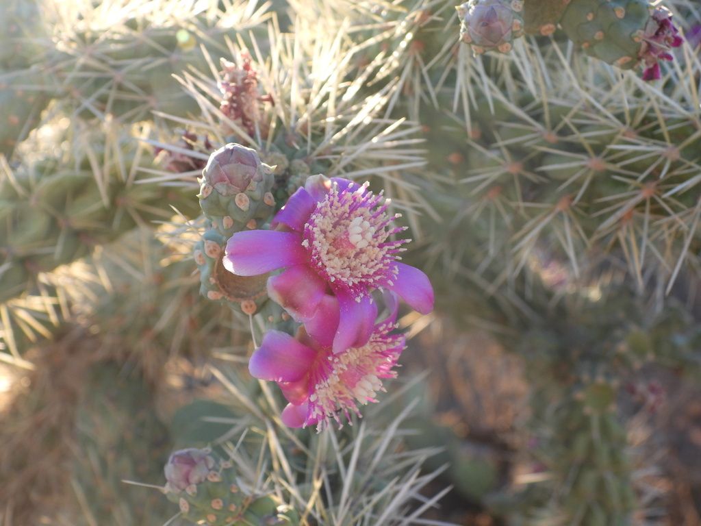 Chain-fruit cholla (Cylindropuntia fulgida)