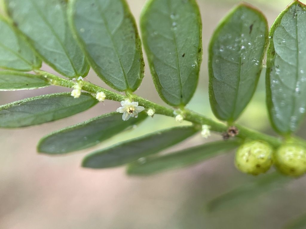 Chamberbitter (Phyllanthus urinaria)
