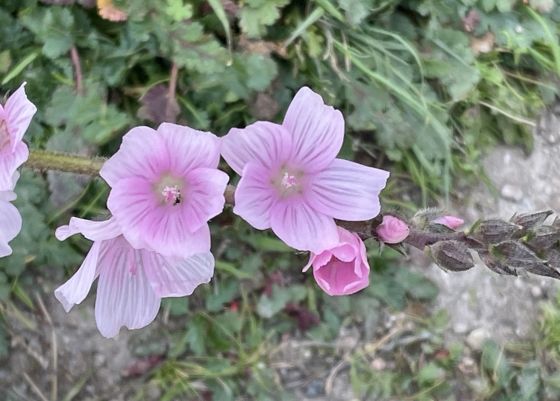Checkerbloom (Sidalcea malviflora)