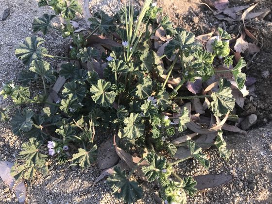 Cheeseweed mallow (Malva parviflora)
