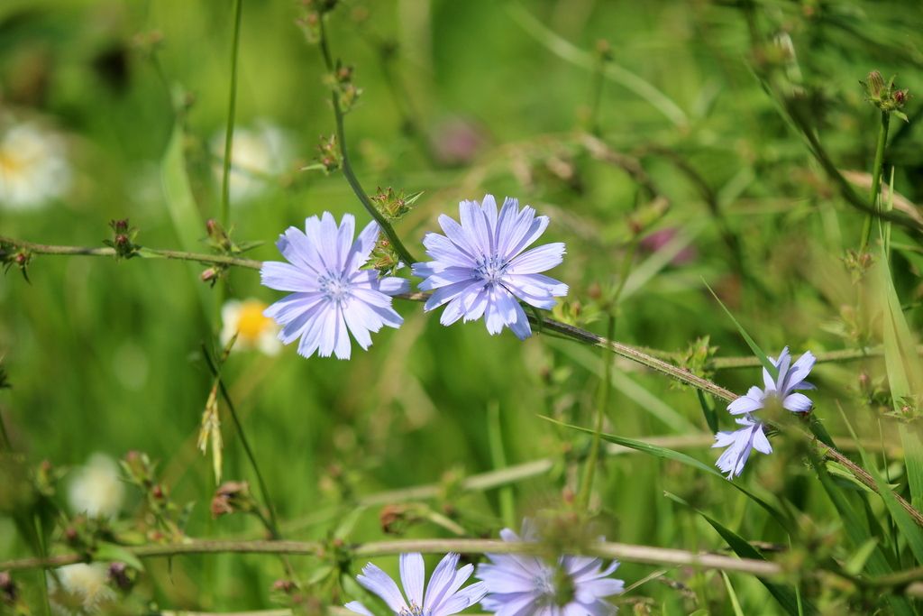Chicory (Cichorium intybus)