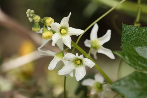 Chilicothe (Marah macrocarpa)