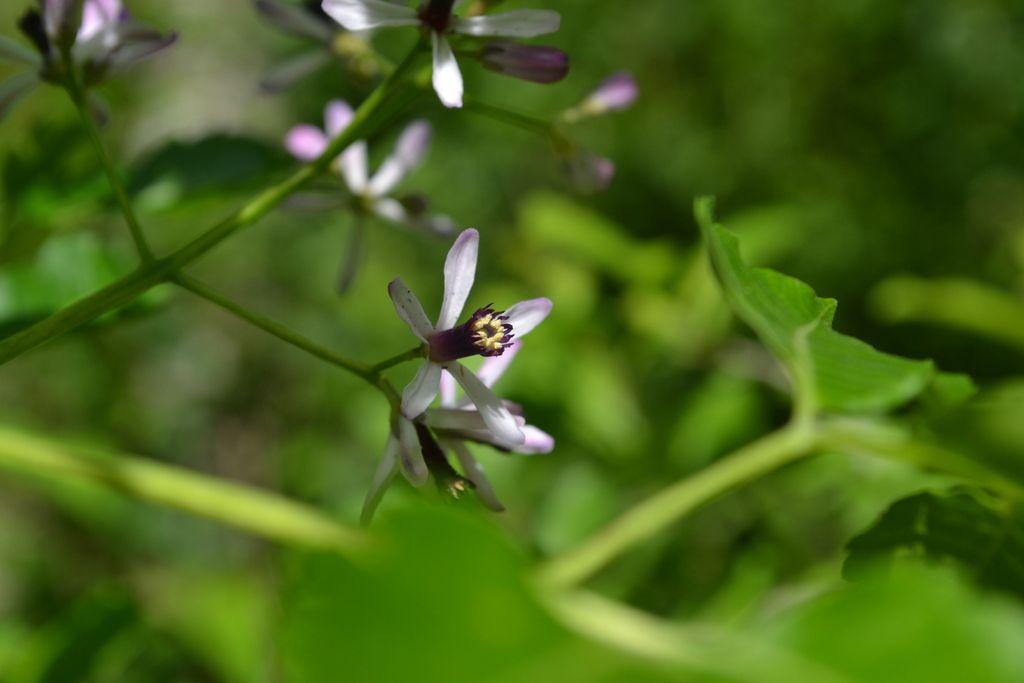 Chinaberry (Melia azedarach)
