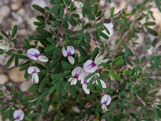 Chinese bushclover (Lespedeza cuneata)