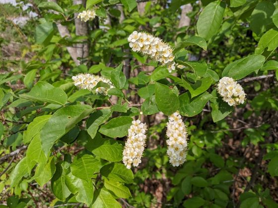 Chokecherry (Prunus virginiana)