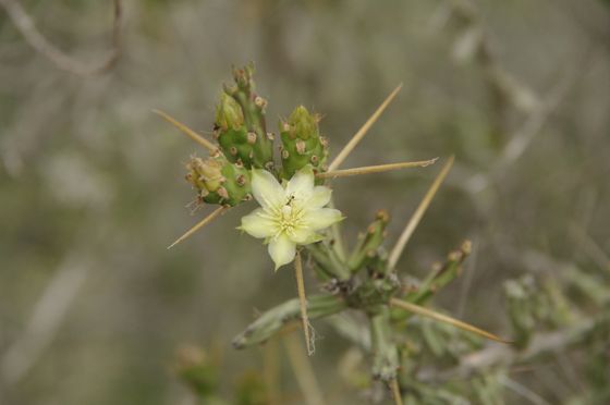 Christmas cholla (Cylindropuntia leptocaulis)