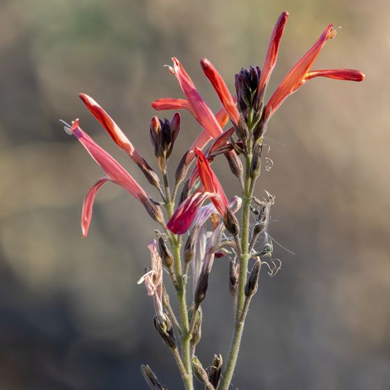 Chuparosa (Justicia californica)