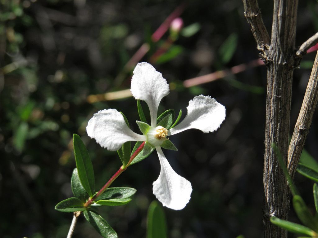 Cliff fendlerbush (Fendlera rupicola)