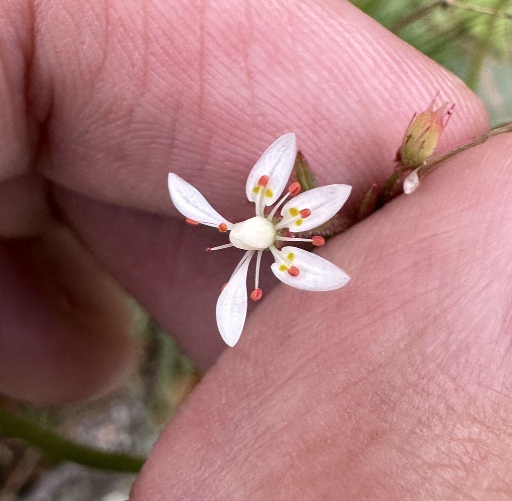 Cliff saxifrage (Micranthes petiolaris)