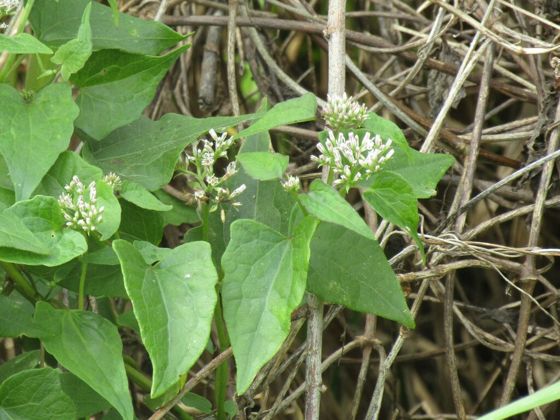 Climbing hempvine (Mikania scandens)