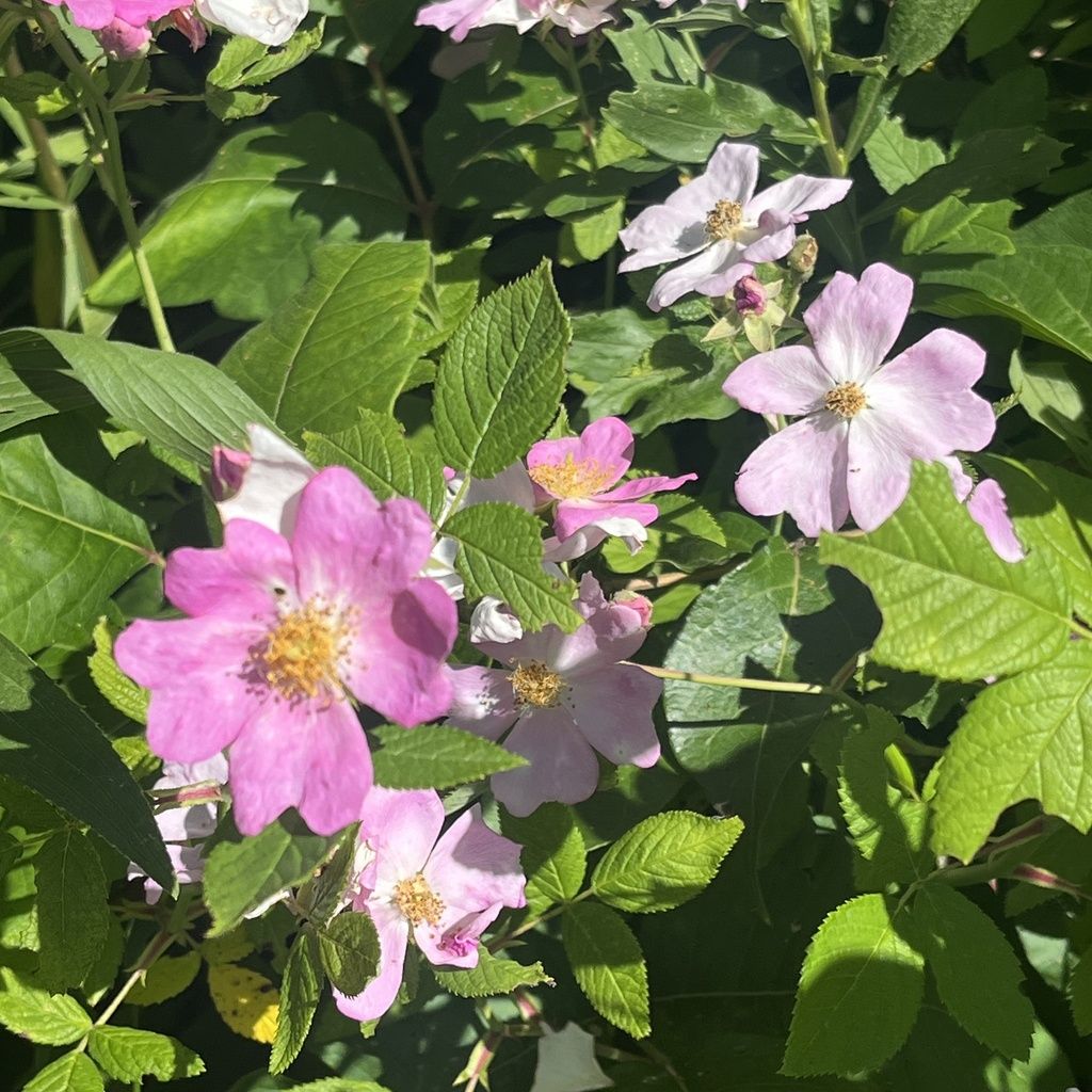 Climbing prairie rose (Rosa setigera)