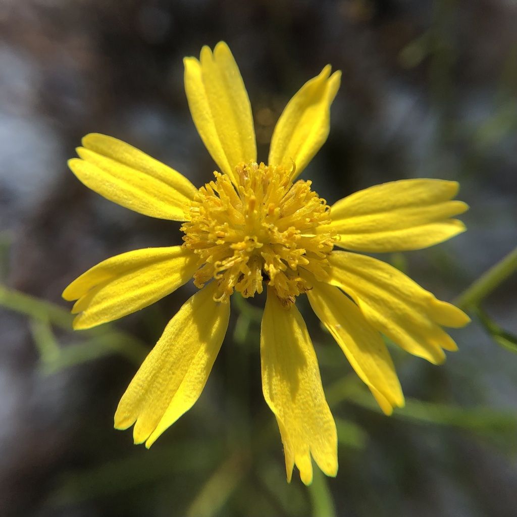 Coastal plain honeycombhead (Balduina angustifolia)