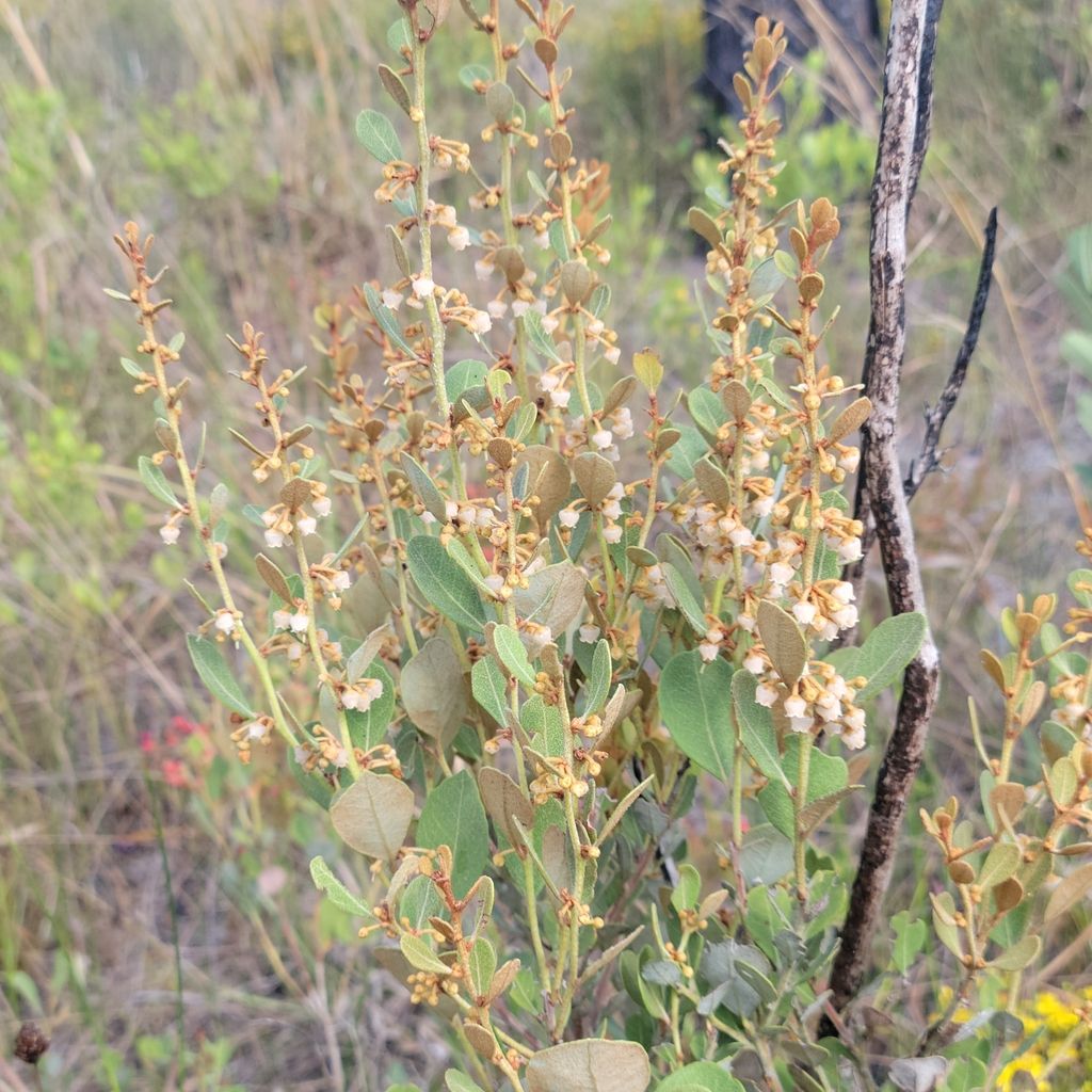 Coastal plain staggerbush (Lyonia fruticosa)