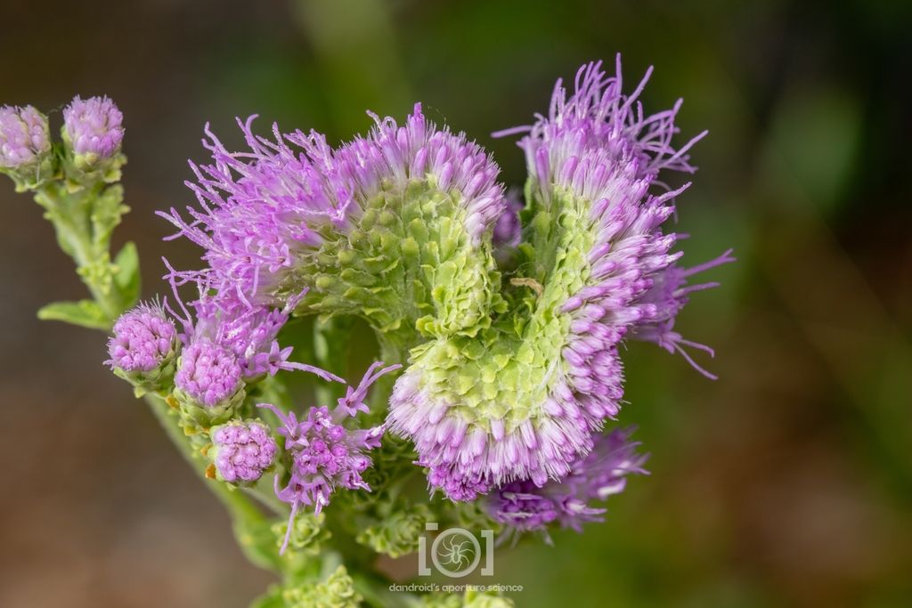 Coastalplain chaffhead (Carphephorus corymbosus)