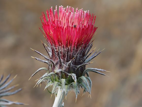 Cobwebby thistle (Cirsium occidentale)